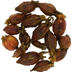 [Zhi Zi] Gardeniae fructus