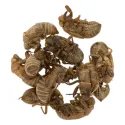 [Chan Tui] Cicadae periostracum