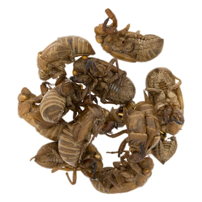 [Chan Tui] Cicadae periostracum