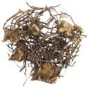 [Zi Wan] Asteris radix et rhizoma