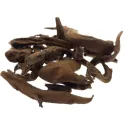 [Gu Sui Bu] Drynariae rhizoma