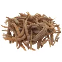 [Tai Zi Shen] Pseudostellariae radix