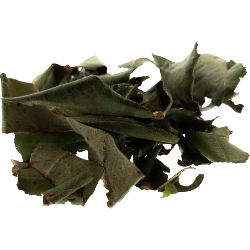 [Pi Pa Ye] Eriobotryae folium