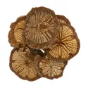 [Da Xue Teng] Sargentodoxae caulis