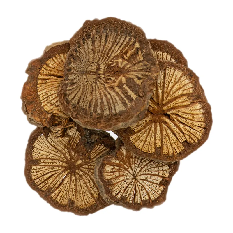 [Da Xue Teng] Sargentodoxae caulis