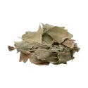 [Yin Xing Ye] Ginkgo folium