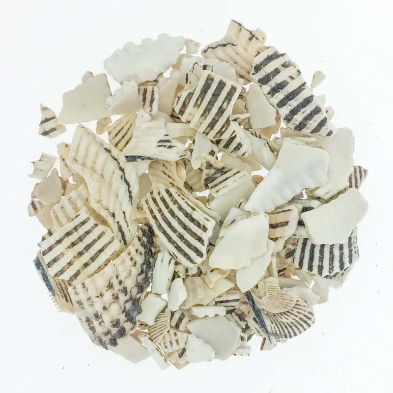 [Wa Leng Zi] Arcae concha