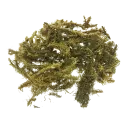 [Shen Jin Cao] Lycopodii herba