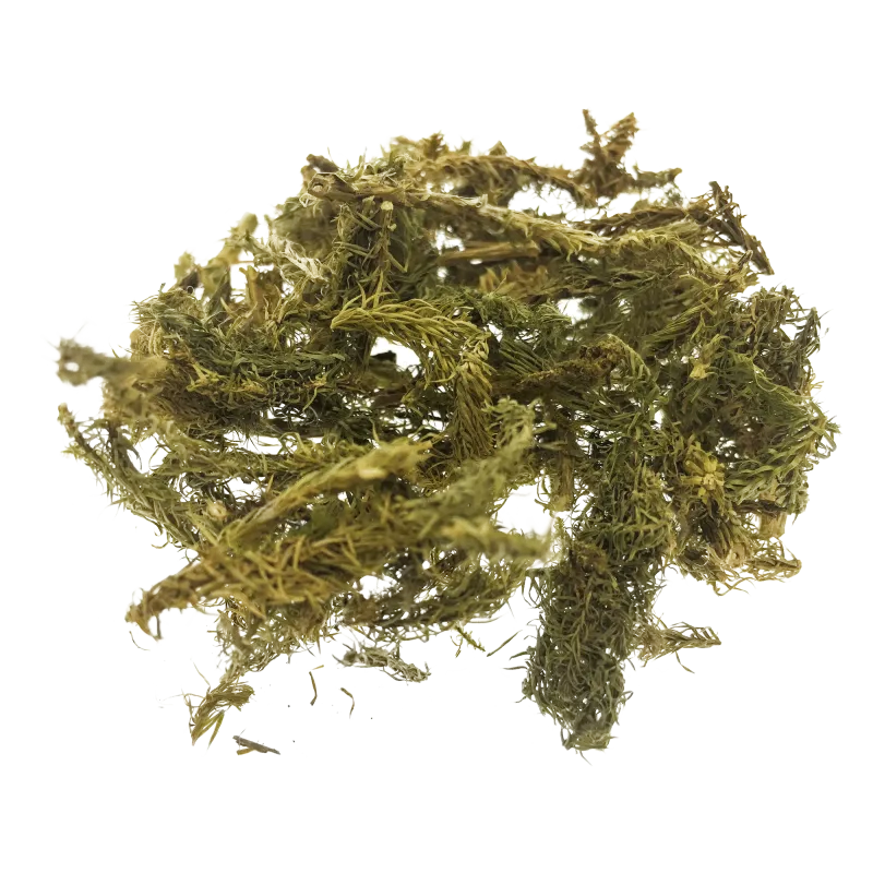 [Shen Jin Cao] Lycopodii herba