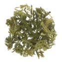 [Shen Jin Cao] Lycopodii herba
