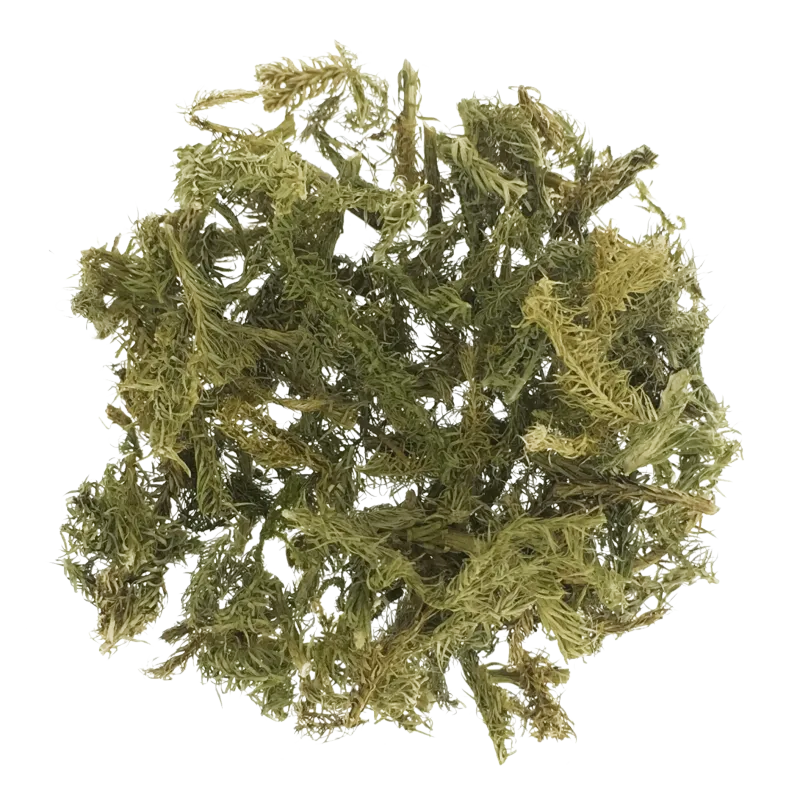 [Shen Jin Cao] Lycopodii herba