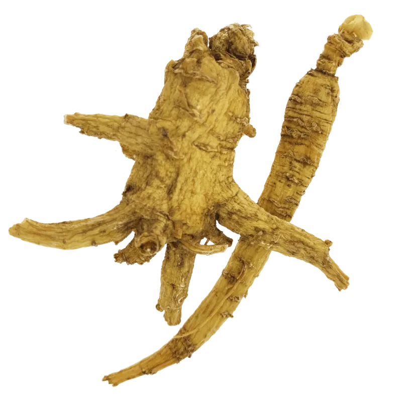 [Xi Yang Shen] Amerikanischer Ginseng