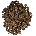 [Hu Huang Lian] Picrorhizoma rhizoma / Picrorhiza Wurzelstock
