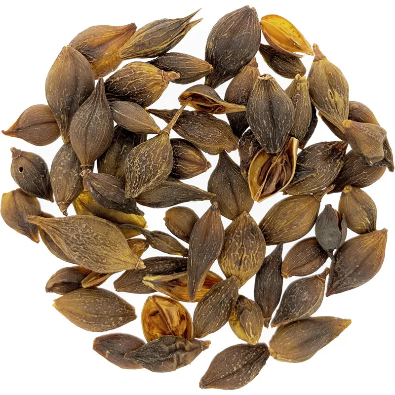 [Lian Qiao] Forsythiae fructus