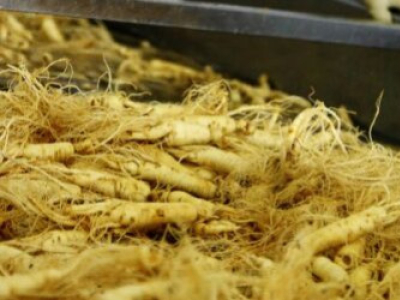 Ginseng – Die Menschenwurzel