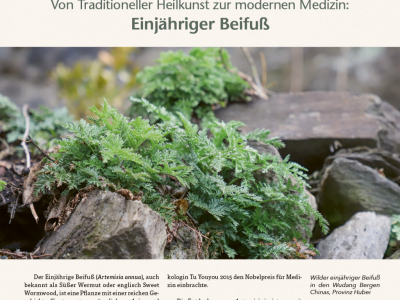 HerbaSinica Kurier 71